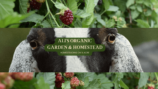 Ali's Organic Garden & Homestead channel image
