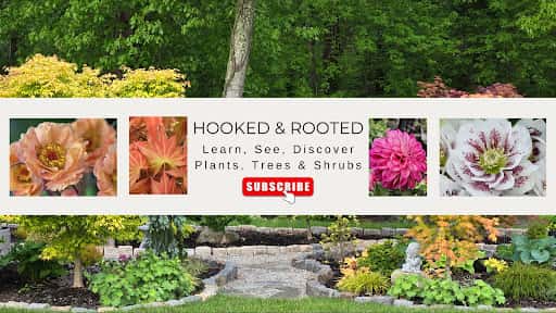 Hooked and Rooted channel image