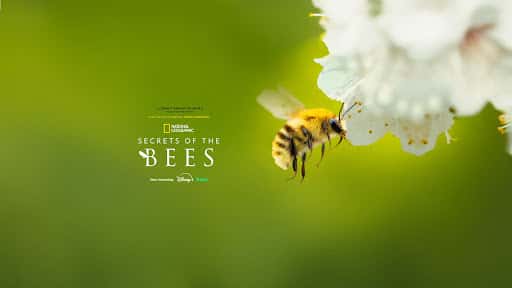 National Geographic channel image